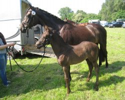 dressage horse Daydream K (Rhinelander, 2013, from Daley Thompson)