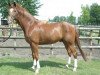 dressage horse Quuno (Hanoverian, 2008, from Quaterback)