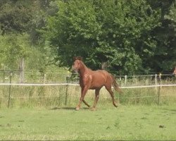 dressage horse Don Crusador (Rhinelander, 2010, from Donquestador)