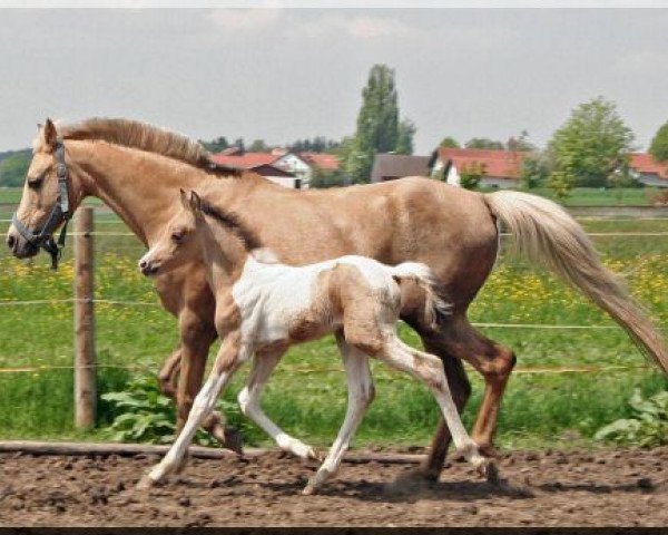 horse WhyNot Passenger (German Riding Pony, 2013, from Petagon Lewitzer)