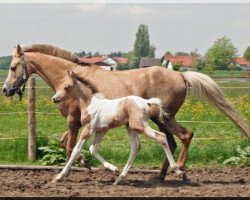 Pferd WhyNot Passenger (Deutsches Reitpony, 2013, von Petagon Lewitzer)