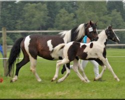 broodmare WhyNot Cassis (German Riding Pony, 2013, from Petagon Lewitzer)