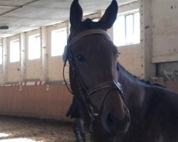 broodmare Arkona 20 (German Sport Horse, 2008, from Contract)