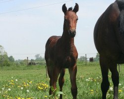 broodmare Gucci (Rhinelander, 2005, from Goethe)