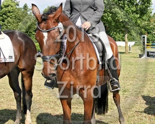 dressage horse Pik Lady 38 (Westphalian, 2008, from Piko's Son)