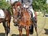 dressage horse Pik Lady 38 (Westphalian, 2008, from Piko's Son)