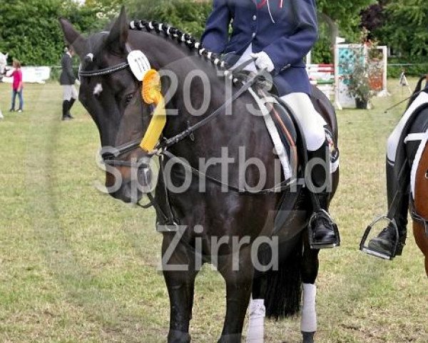 dressage horse Topolino 16 (German Riding Pony, 2000)
