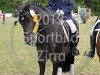 dressage horse Topolino 16 (German Riding Pony, 2000)