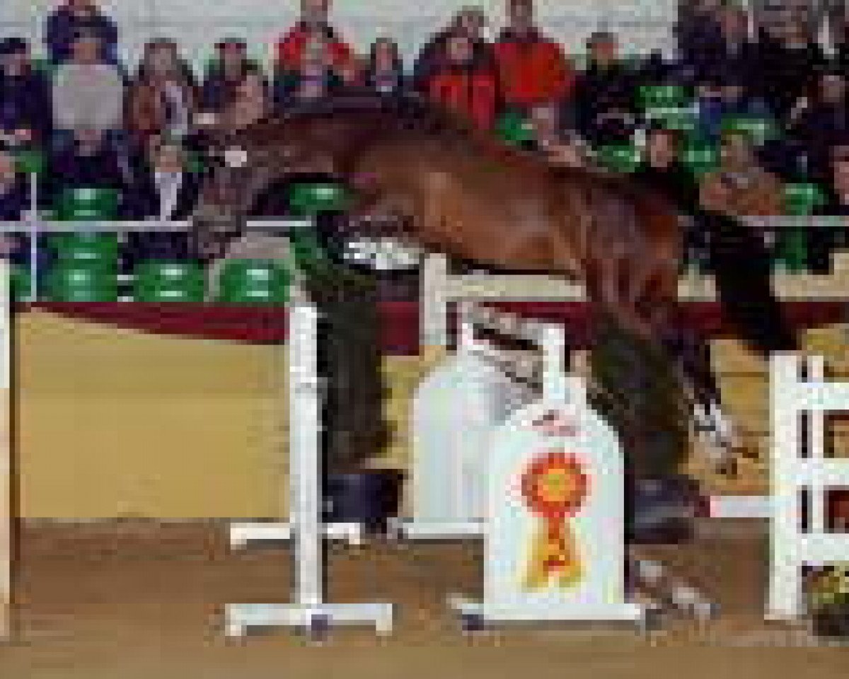 stallion Colmani (Holsteiner, 2003, from Colman)