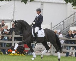 dressage horse Special Agent Amour (Rheinländer, 2008, from San Amour I)