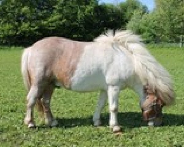 Deckhengst Website aus dem Westerwald (Shetland Pony (unter 87 cm), 2008, von Wunder Boy de Valk)