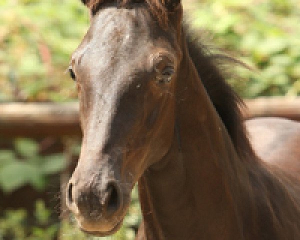 stallion Strahlemann (Rhinelander, 2012, from Sarkozy 3)