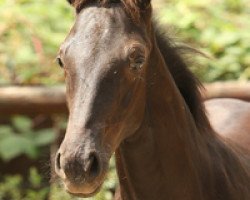 horse Strahlemann (Rheinländer, 2012, from Sarkozy 3)