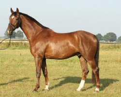 dressage horse Don Raphael 4 (Rhinelander, 2005, from Donquestador)