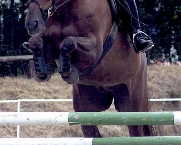 horse Flojo TW (Hanoverian, 1995, from For Pleasure)