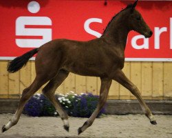 dressage horse Hengst von Fürst Remus (Rhinelander, 2013, from Fürst Remus)