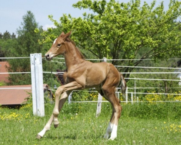 dressage horse Dolcetto (Bavarian, 2013, from Destano)