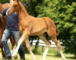 dressage horse Quatrolando (German Sport Horse, 2013, from Quatergold)