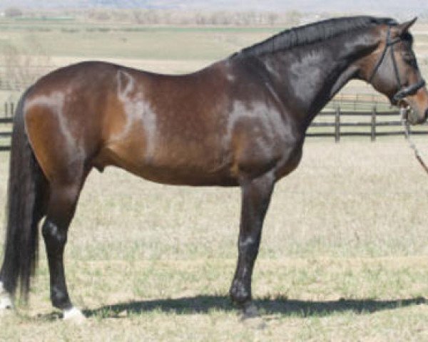 stallion Mondriaan (KWPN (Royal Dutch Sporthorse), 1994, from Balzflug)