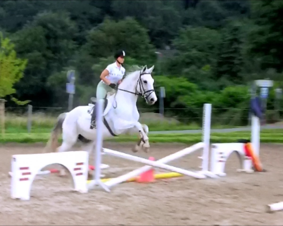 jumper Pepino 159 (Westphalian, 2001, from Pik Labionics)