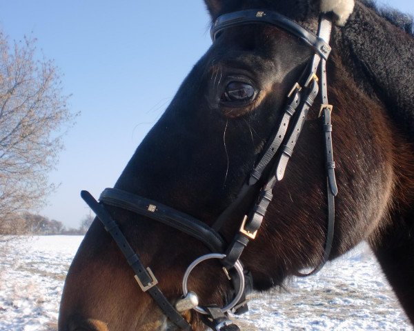 horse Casina (Westphalian, 1986, from Cacir AA)