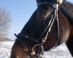 horse Casina (Westphalian, 1986, from Cacir AA)