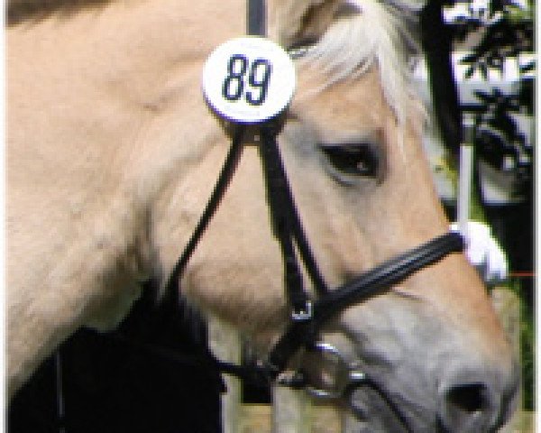 broodmare Onna (Fjord Horse, 1984, from Olger F 114)