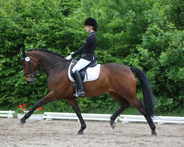 Dressurpferd Mandy 651 (Hessisches Warmblut, 2004, von Marcodeur)