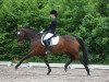 Dressurpferd Mandy 651 (Hessisches Warmblut, 2004, von Marcodeur)