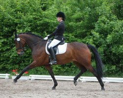 dressage horse Mandy 651 (Hessian Warmblood, 2004, from Marcodeur)