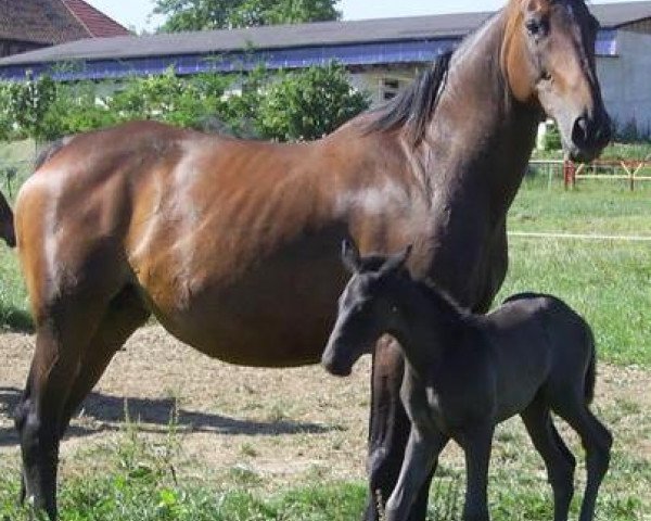 broodmare Kim (KWPN (Royal Dutch Sporthorse), 1992, from Darnels)