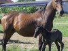 broodmare Kim (KWPN (Royal Dutch Sporthorse), 1992, from Darnels)