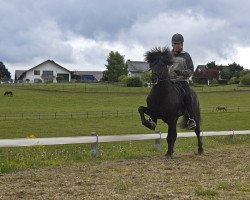 Deckhengst Trur fra Wetsinghe (Islandpferd, 1993, von Týr vom Rappenhof)