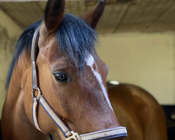 jumper India ZP (Holsteiner, 2016, from Uriko)