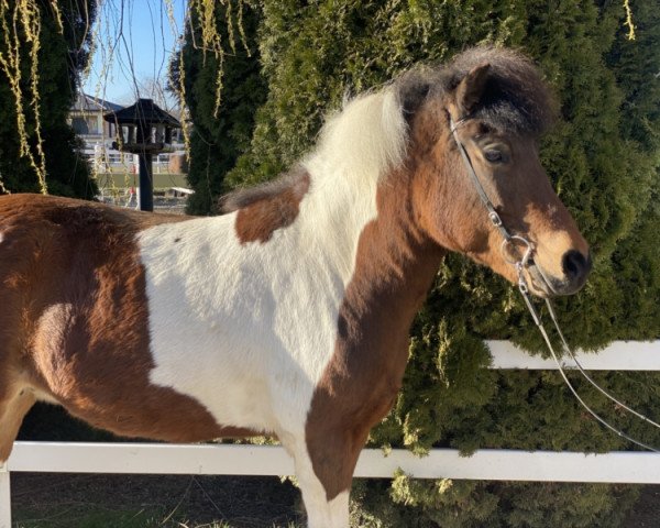 horse Mánadís vom Ullersberg (Iceland Horse, 2012, from Trur fra Wetsinghe)