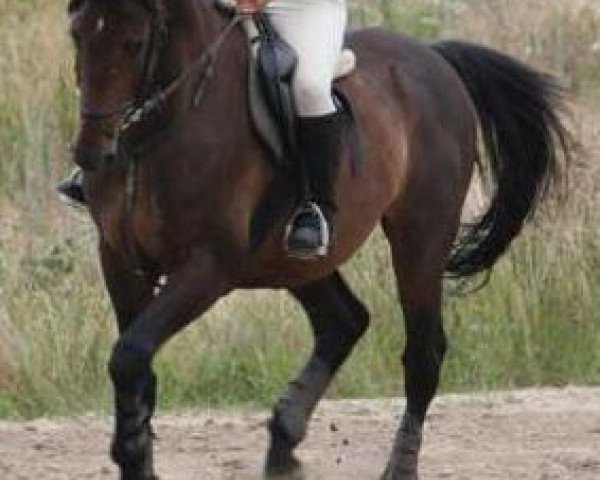 stallion Castello (German Sport Horse, 2003, from Canturo)