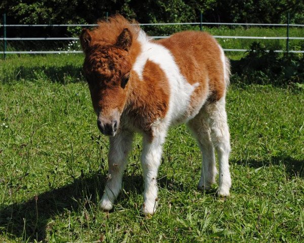 stallion Peanut von der Gerlingermühle (Shetland pony (under 87 cm), 2013, from Paradox a.d.Westerwald)