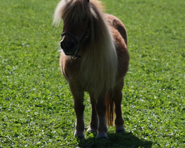 broodmare Noraly v. Bromishet (Shetland pony (under 87 cm), 1998, from Athelney Blue)