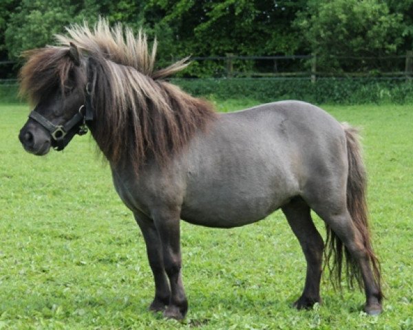 broodmare Samba of Grateful (Shetland pony (under 87 cm), 2006, from Pietje van de Witweg)