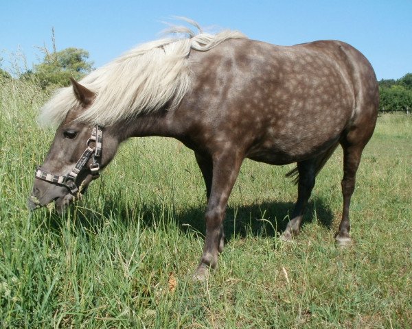 Dressurpferd Micky (Shetland B (über 107-117), 2000)