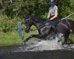 stallion Zippo 24 (German Riding Pony, 2007, from Top Zento)