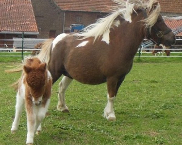 broodmare Witterly v. Ruurlo (Shetland pony (under 87 cm), 2005, from Kerswell Leo)