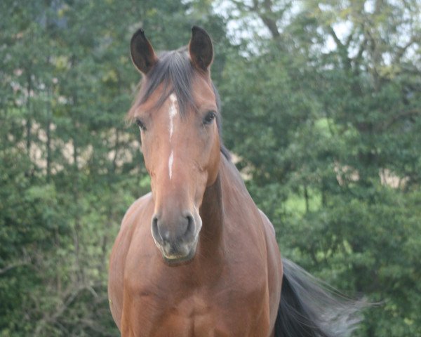 horse Michel von Lönneberg (Hanoverian, 2002, from Magnum)