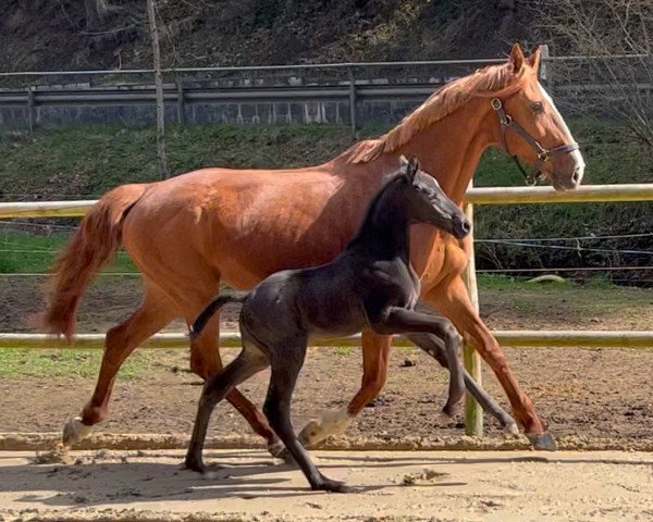 Dressurpferd Tollero (Deutsches Sportpferd, 2022, von Glock's Toto Jr.)