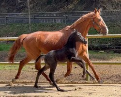 dressage horse Tollero (German Sport Horse, 2022, from Glock's Toto Jr.)