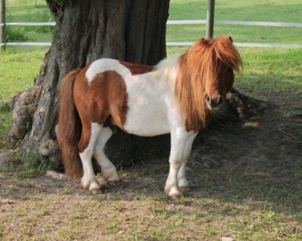 Deckhengst Schalenburgs Banause (Shetland Pony (unter 87 cm), 2009, von Balduin)