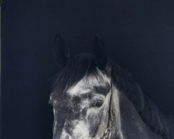 dressage horse Weltchefin (Hanoverian, 2016, from Weltruhm)