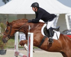 jumper Querino TW (Hanoverian, 2006, from Quasi Quattro)