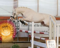 dressage horse Darubi de Luxe (German Riding Pony, 2019, from Darubi Gold)