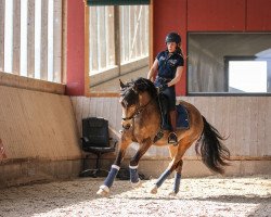 Dressurpferd Diamond's Delaney (Deutsches Reitpony, 2017, von Diamond Touch NRW)